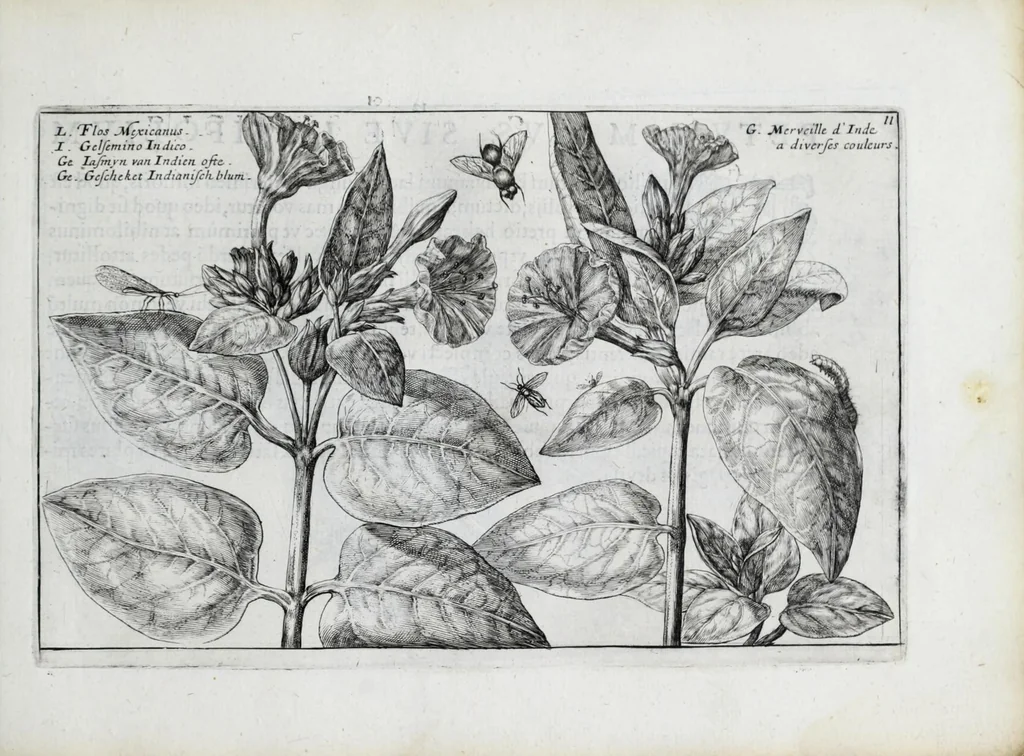 An illustration from Hortus floridus in quo rariorum & minus vulgarium florum icones ad vivam veramq[ue] formam accuratissime delineatae, et secundum quatuor anni tempora divisae exhibentur, 1614, leaf 167