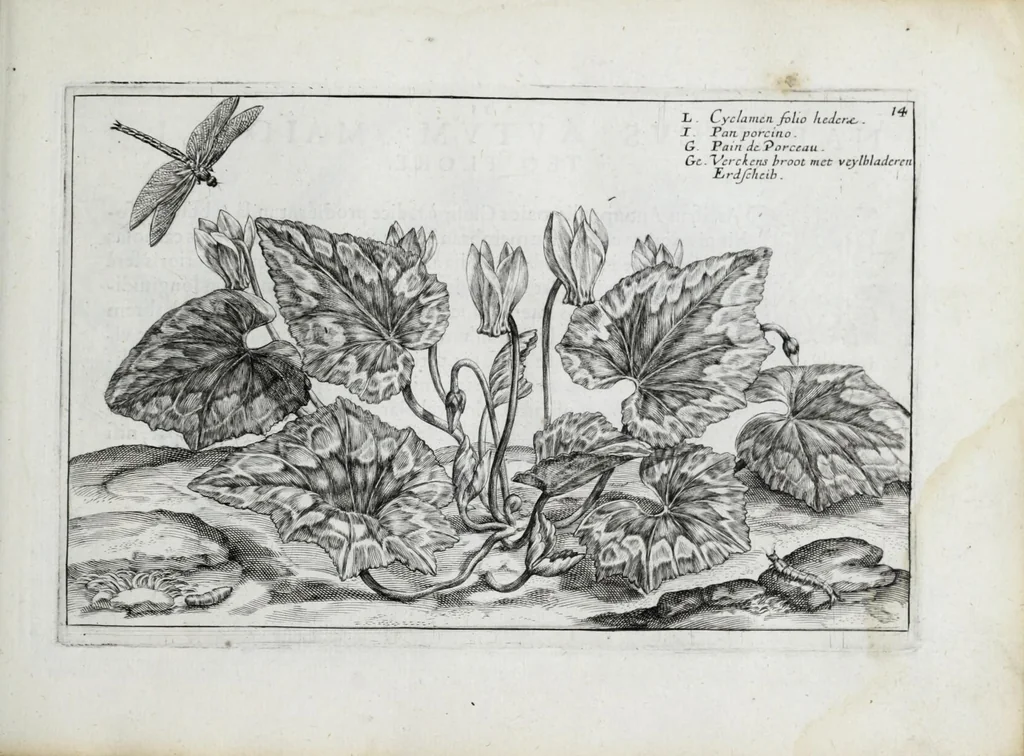 An illustration from Hortus floridus in quo rariorum & minus vulgarium florum icones ad vivam veramq[ue] formam accuratissime delineatae, et secundum quatuor anni tempora divisae exhibentur, 1614, leaf 173
