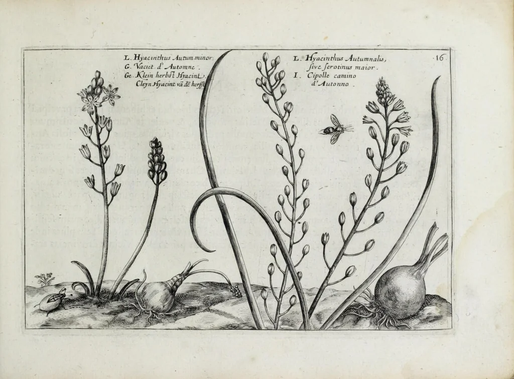 An illustration from Hortus floridus in quo rariorum & minus vulgarium florum icones ad vivam veramq[ue] formam accuratissime delineatae, et secundum quatuor anni tempora divisae exhibentur, 1614, leaf 177