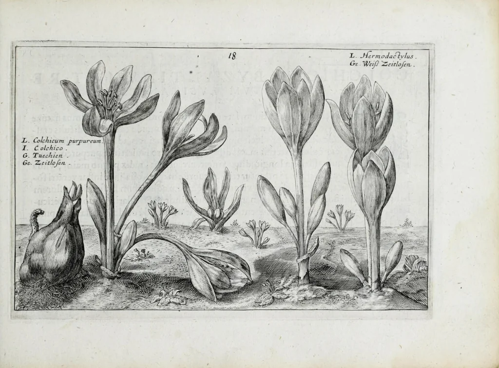 An illustration from Hortus floridus in quo rariorum & minus vulgarium florum icones ad vivam veramq[ue] formam accuratissime delineatae, et secundum quatuor anni tempora divisae exhibentur, 1614, leaf 181