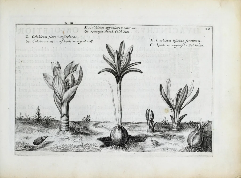 An illustration from Hortus floridus in quo rariorum & minus vulgarium florum icones ad vivam veramq[ue] formam accuratissime delineatae, et secundum quatuor anni tempora divisae exhibentur, 1614, leaf 185