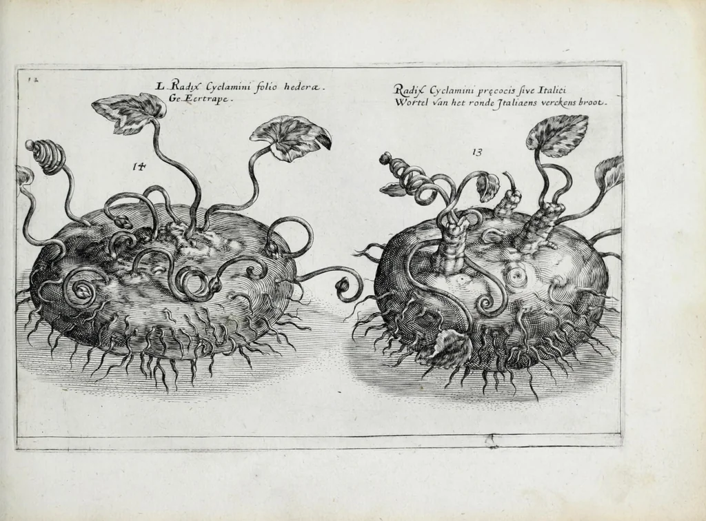 An illustration from Hortus floridus in quo rariorum & minus vulgarium florum icones ad vivam veramq[ue] formam accuratissime delineatae, et secundum quatuor anni tempora divisae exhibentur, 1614, leaf 197