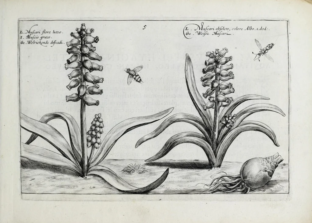 An illustration from Hortus floridus in quo rariorum & minus vulgarium florum icones ad vivam veramq[ue] formam accuratissime delineatae, et secundum quatuor anni tempora divisae exhibentur, 1614, leaf 21