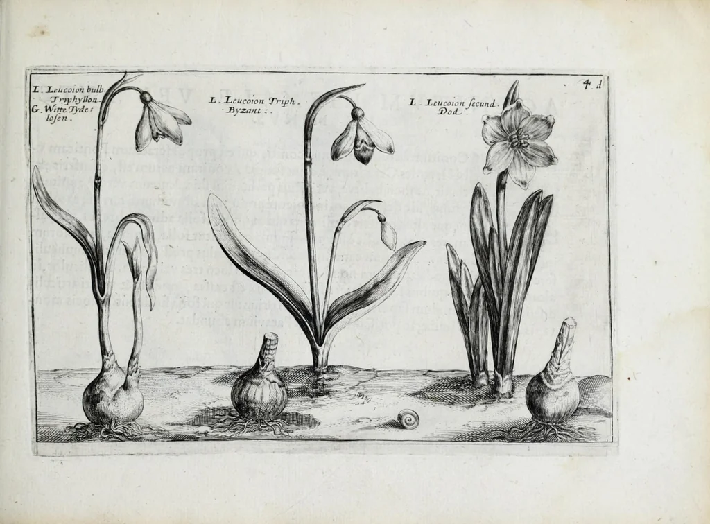 An illustration from Hortus floridus in quo rariorum & minus vulgarium florum icones ad vivam veramq[ue] formam accuratissime delineatae, et secundum quatuor anni tempora divisae exhibentur, 1614, leaf 213