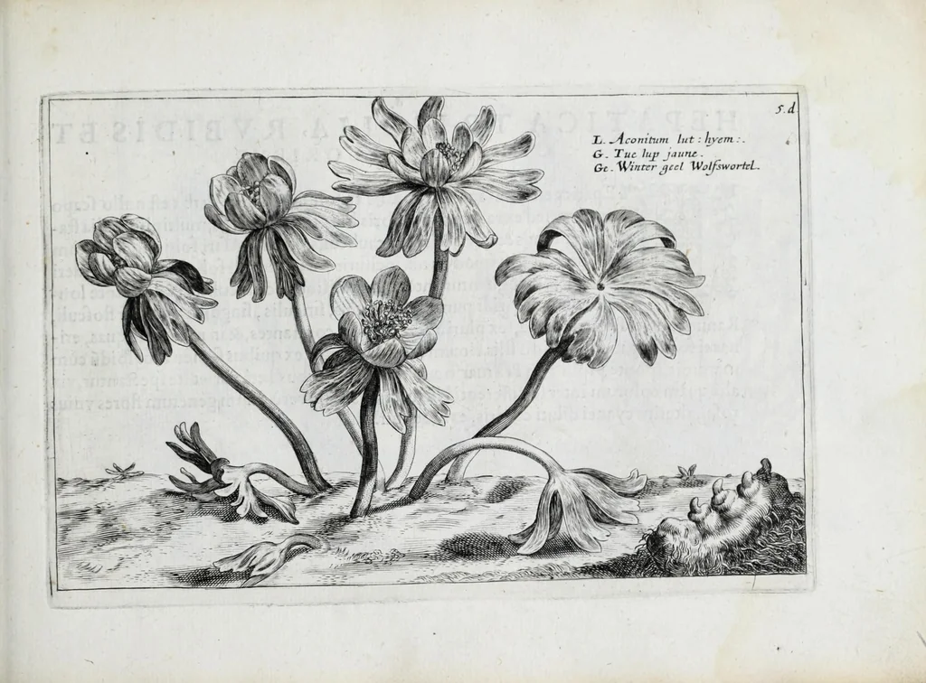 An illustration from Hortus floridus in quo rariorum & minus vulgarium florum icones ad vivam veramq[ue] formam accuratissime delineatae, et secundum quatuor anni tempora divisae exhibentur, 1614, leaf 215