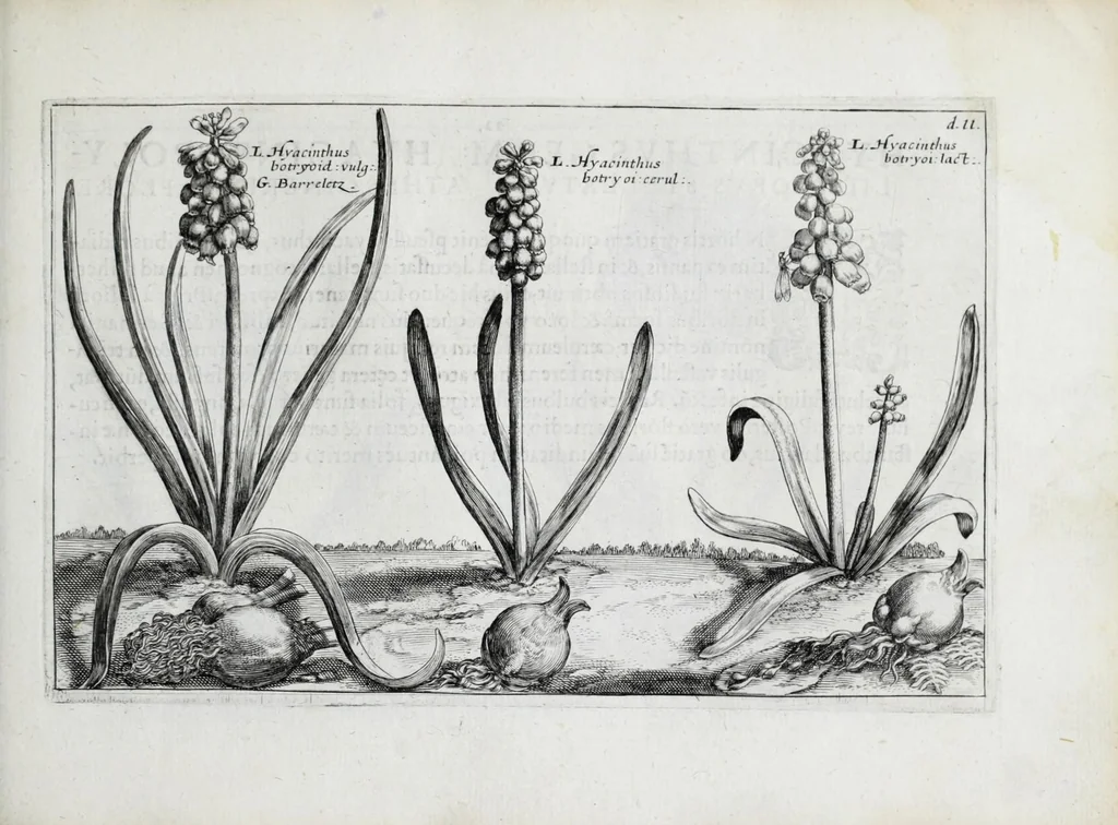 An illustration from Hortus floridus in quo rariorum & minus vulgarium florum icones ad vivam veramq[ue] formam accuratissime delineatae, et secundum quatuor anni tempora divisae exhibentur, 1614, leaf 227