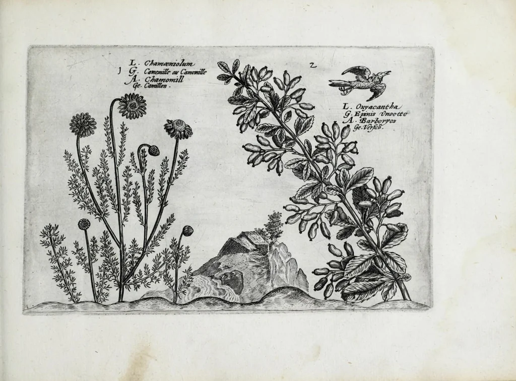 An illustration from Hortus floridus in quo rariorum & minus vulgarium florum icones ad vivam veramq[ue] formam accuratissime delineatae, et secundum quatuor anni tempora divisae exhibentur, 1614, leaf 235