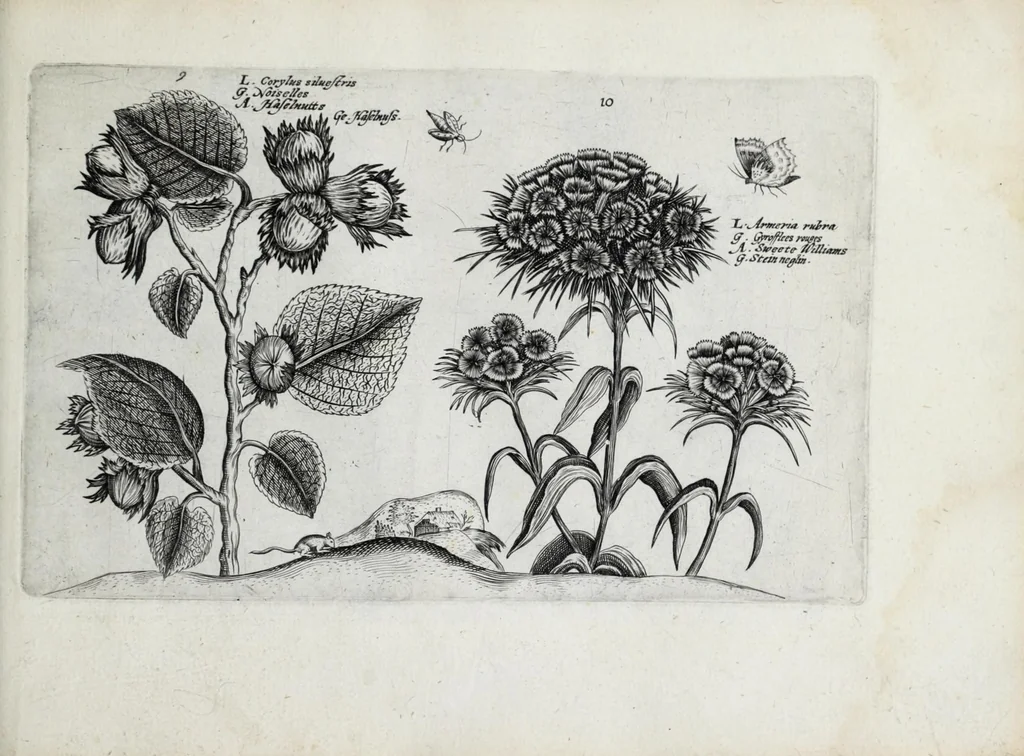 An illustration from Hortus floridus in quo rariorum & minus vulgarium florum icones ad vivam veramq[ue] formam accuratissime delineatae, et secundum quatuor anni tempora divisae exhibentur, 1614, leaf 243