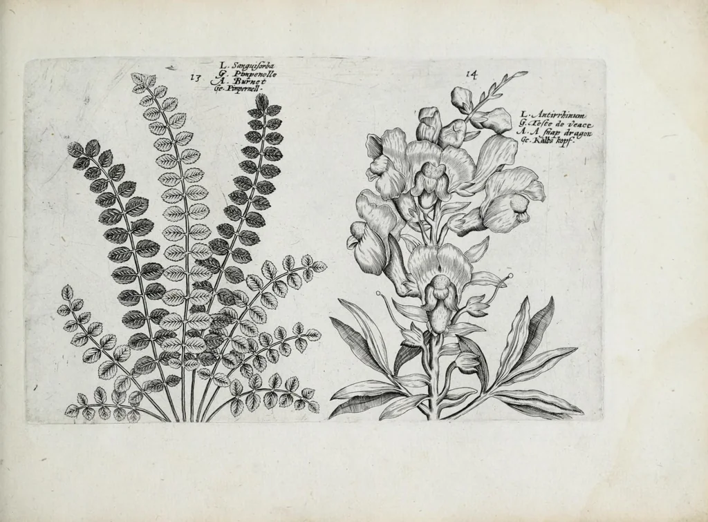 An illustration from Hortus floridus in quo rariorum & minus vulgarium florum icones ad vivam veramq[ue] formam accuratissime delineatae, et secundum quatuor anni tempora divisae exhibentur, 1614, leaf 247