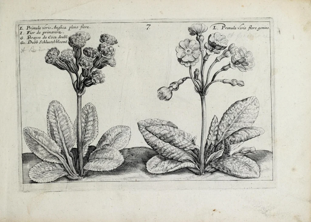 An illustration from Hortus floridus in quo rariorum & minus vulgarium florum icones ad vivam veramq[ue] formam accuratissime delineatae, et secundum quatuor anni tempora divisae exhibentur, 1614, leaf 25