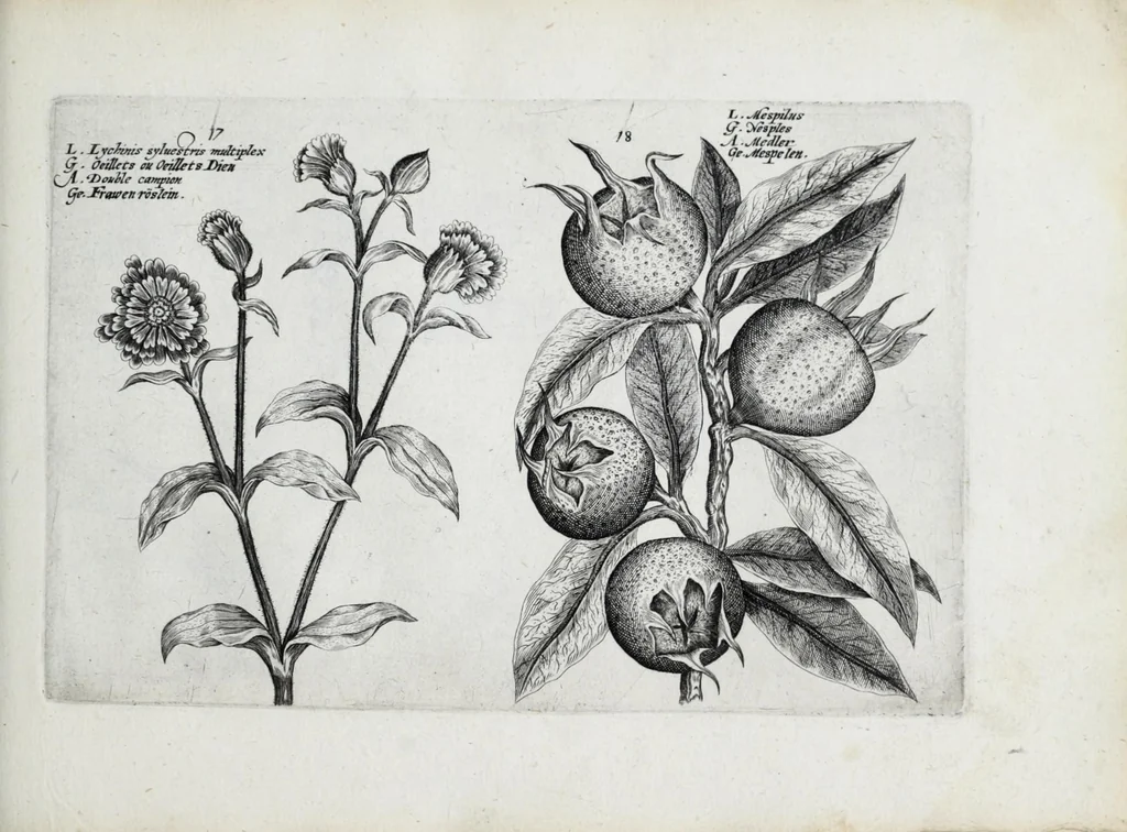 An illustration from Hortus floridus in quo rariorum & minus vulgarium florum icones ad vivam veramq[ue] formam accuratissime delineatae, et secundum quatuor anni tempora divisae exhibentur, 1614, leaf 251
