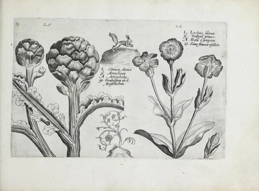 An illustration from Hortus floridus in quo rariorum & minus vulgarium florum icones ad vivam veramq[ue] formam accuratissime delineatae, et secundum quatuor anni tempora divisae exhibentur, 1614, leaf 259