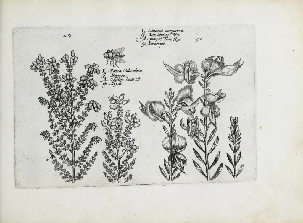 An illustration from Hortus floridus in quo rariorum & minus vulgarium florum icones ad vivam veramq[ue] formam accuratissime delineatae, et secundum quatuor anni tempora divisae exhibentur, 1614, leaf 263