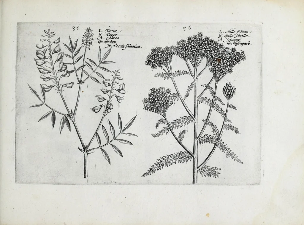 An illustration from Hortus floridus in quo rariorum & minus vulgarium florum icones ad vivam veramq[ue] formam accuratissime delineatae, et secundum quatuor anni tempora divisae exhibentur, 1614, leaf 267