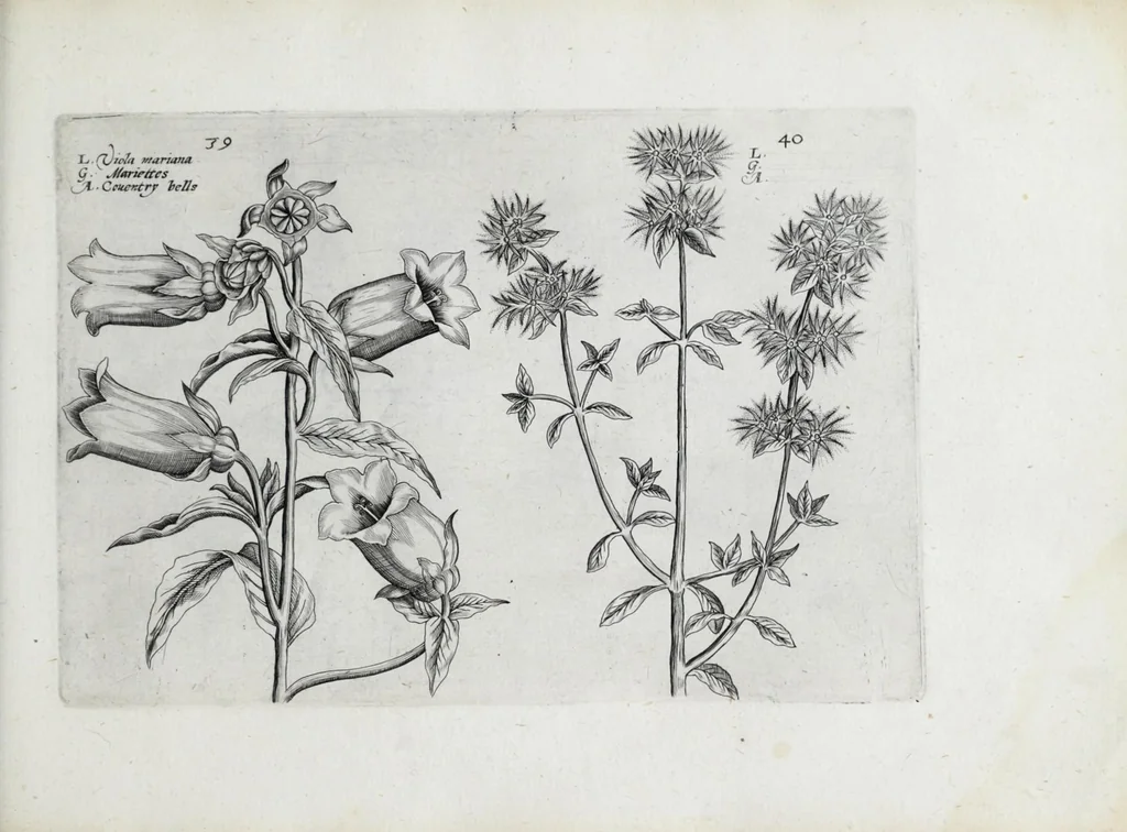 An illustration from Hortus floridus in quo rariorum & minus vulgarium florum icones ad vivam veramq[ue] formam accuratissime delineatae, et secundum quatuor anni tempora divisae exhibentur, 1614, leaf 271