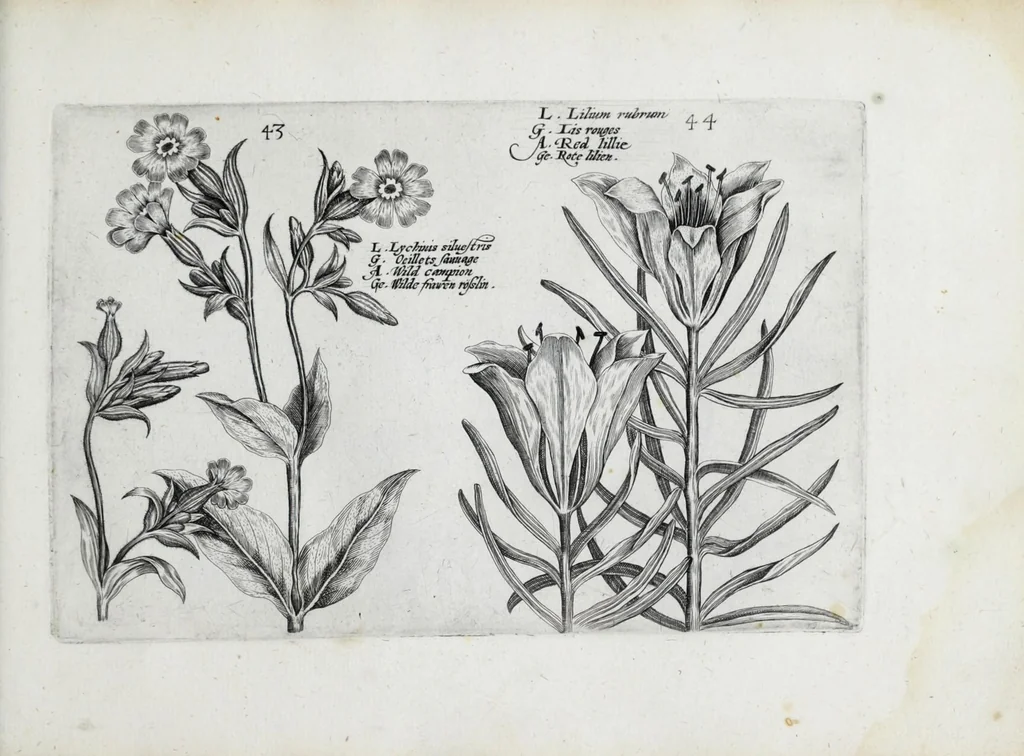 An illustration from Hortus floridus in quo rariorum & minus vulgarium florum icones ad vivam veramq[ue] formam accuratissime delineatae, et secundum quatuor anni tempora divisae exhibentur, 1614, leaf 275