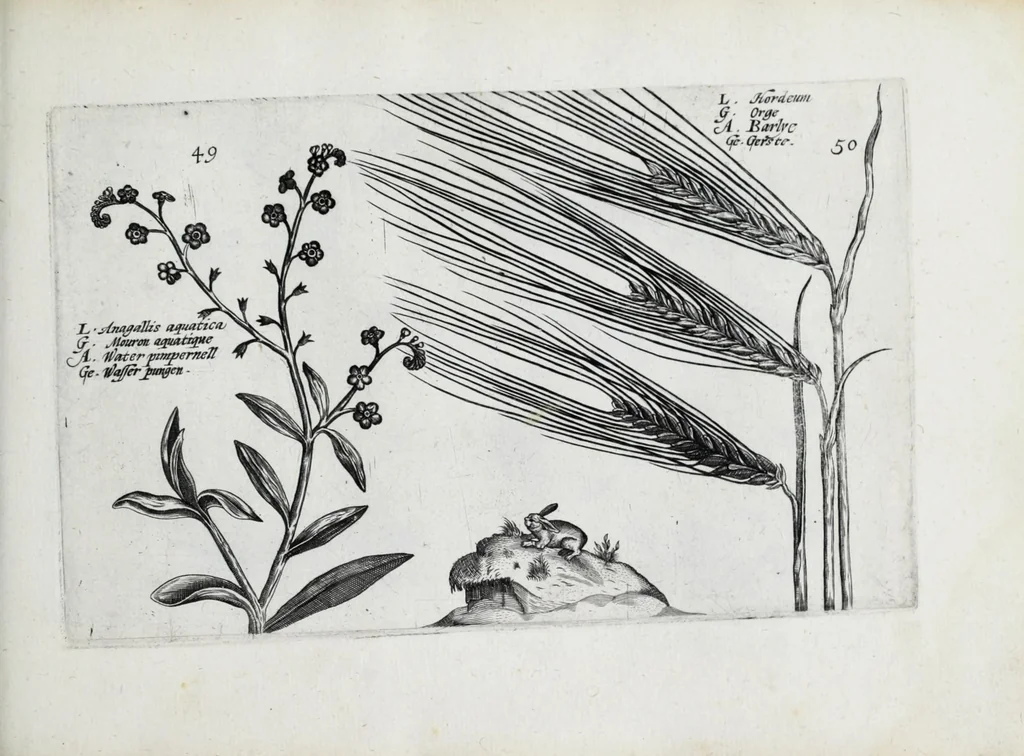 An illustration from Hortus floridus in quo rariorum & minus vulgarium florum icones ad vivam veramq[ue] formam accuratissime delineatae, et secundum quatuor anni tempora divisae exhibentur, 1614, leaf 281