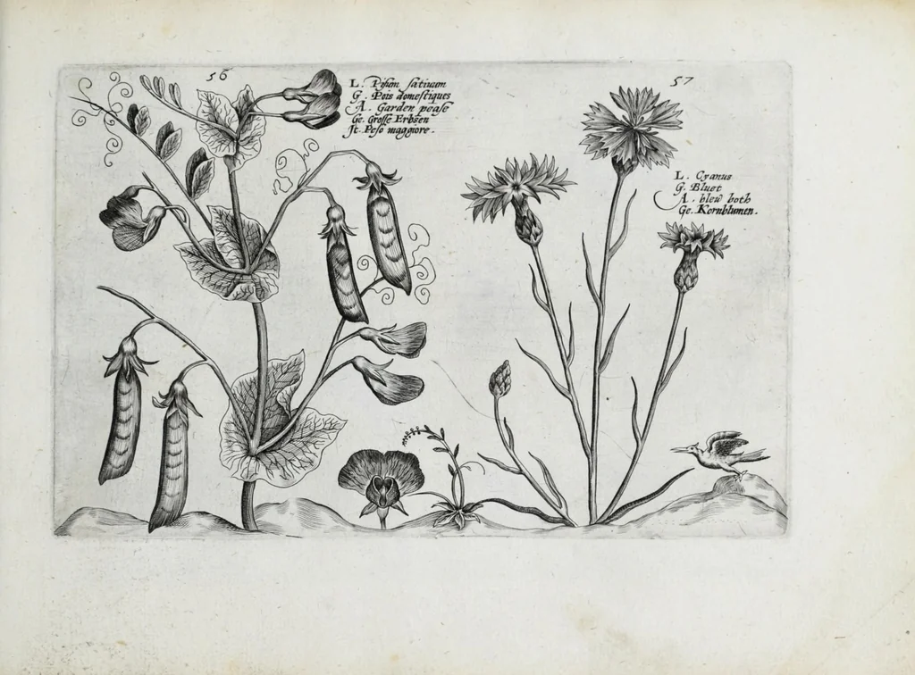 An illustration from Hortus floridus in quo rariorum & minus vulgarium florum icones ad vivam veramq[ue] formam accuratissime delineatae, et secundum quatuor anni tempora divisae exhibentur, 1614, leaf 289