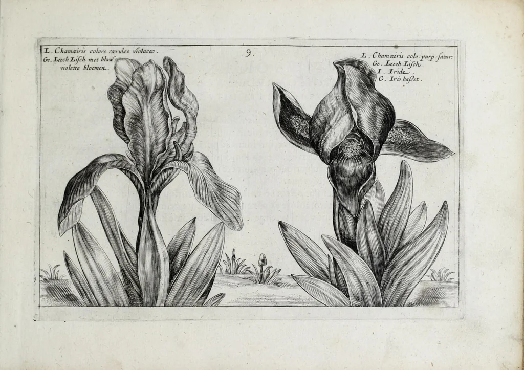 An illustration from Hortus floridus in quo rariorum & minus vulgarium florum icones ad vivam veramq[ue] formam accuratissime delineatae, et secundum quatuor anni tempora divisae exhibentur, 1614, leaf 29