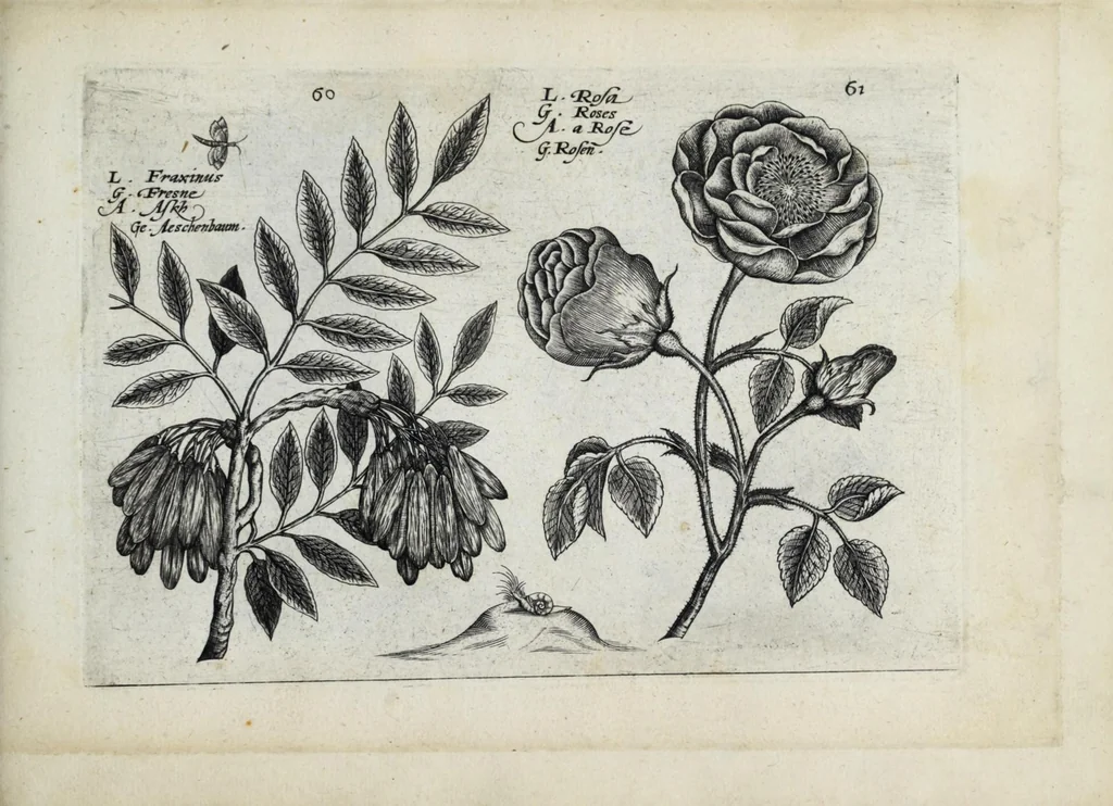 An illustration from Hortus floridus in quo rariorum & minus vulgarium florum icones ad vivam veramq[ue] formam accuratissime delineatae, et secundum quatuor anni tempora divisae exhibentur, 1614, leaf 293