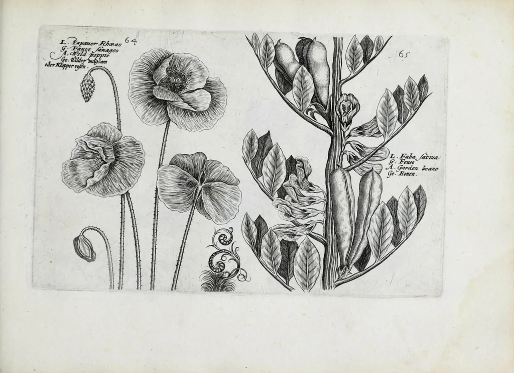 An illustration from Hortus floridus in quo rariorum & minus vulgarium florum icones ad vivam veramq[ue] formam accuratissime delineatae, et secundum quatuor anni tempora divisae exhibentur, 1614, leaf 297