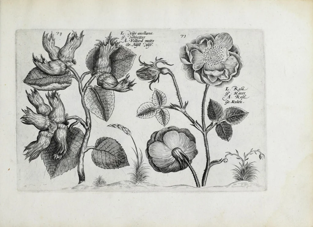 An illustration from Hortus floridus in quo rariorum & minus vulgarium florum icones ad vivam veramq[ue] formam accuratissime delineatae, et secundum quatuor anni tempora divisae exhibentur, 1614, leaf 303