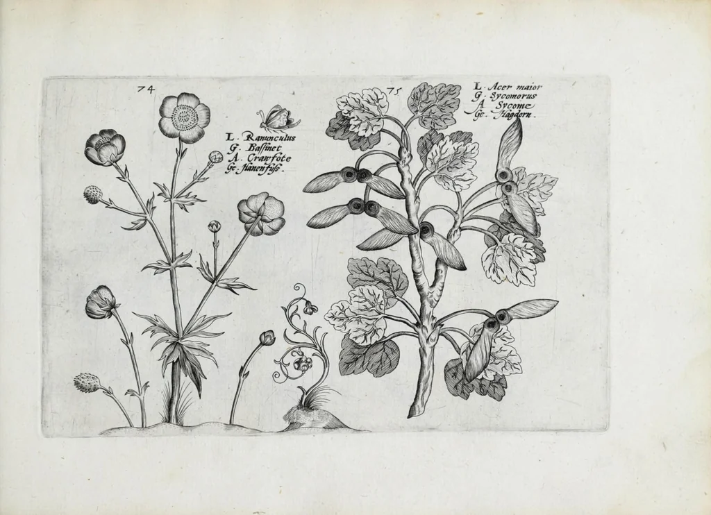 An illustration from Hortus floridus in quo rariorum & minus vulgarium florum icones ad vivam veramq[ue] formam accuratissime delineatae, et secundum quatuor anni tempora divisae exhibentur, 1614, leaf 307