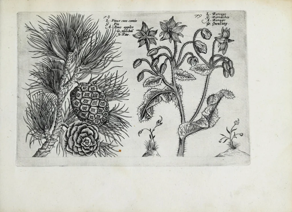 An illustration from Hortus floridus in quo rariorum & minus vulgarium florum icones ad vivam veramq[ue] formam accuratissime delineatae, et secundum quatuor anni tempora divisae exhibentur, 1614, leaf 311