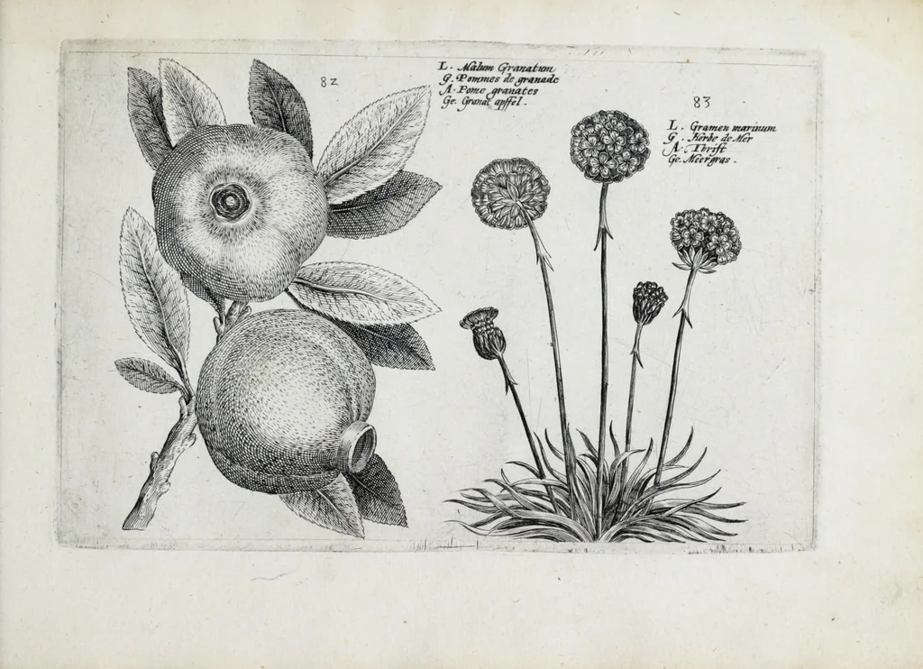 An illustration from Hortus floridus in quo rariorum & minus vulgarium florum icones ad vivam veramq[ue] formam accuratissime delineatae, et secundum quatuor anni tempora divisae exhibentur, 1614, leaf 315
