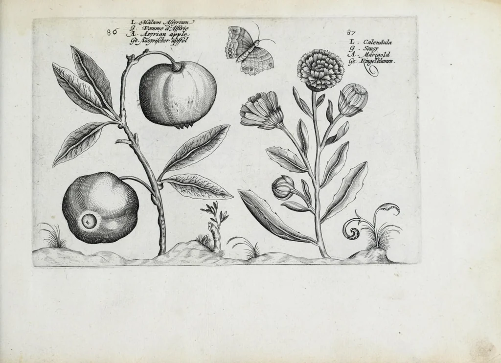 An illustration from Hortus floridus in quo rariorum & minus vulgarium florum icones ad vivam veramq[ue] formam accuratissime delineatae, et secundum quatuor anni tempora divisae exhibentur, 1614, leaf 319