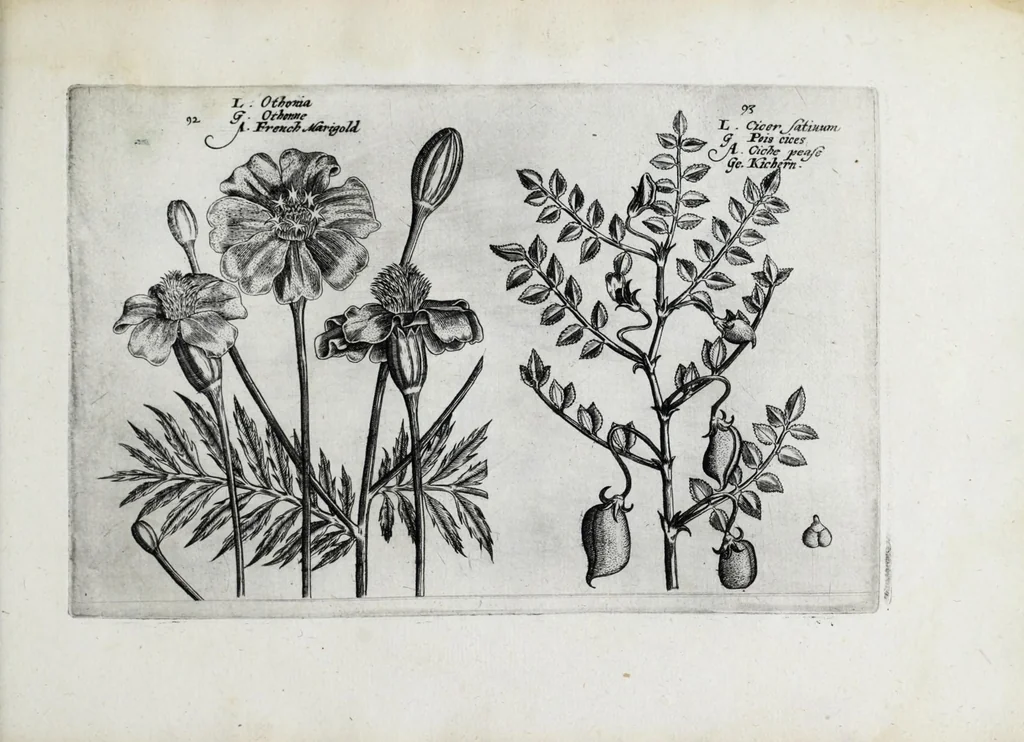 An illustration from Hortus floridus in quo rariorum & minus vulgarium florum icones ad vivam veramq[ue] formam accuratissime delineatae, et secundum quatuor anni tempora divisae exhibentur, 1614, leaf 325