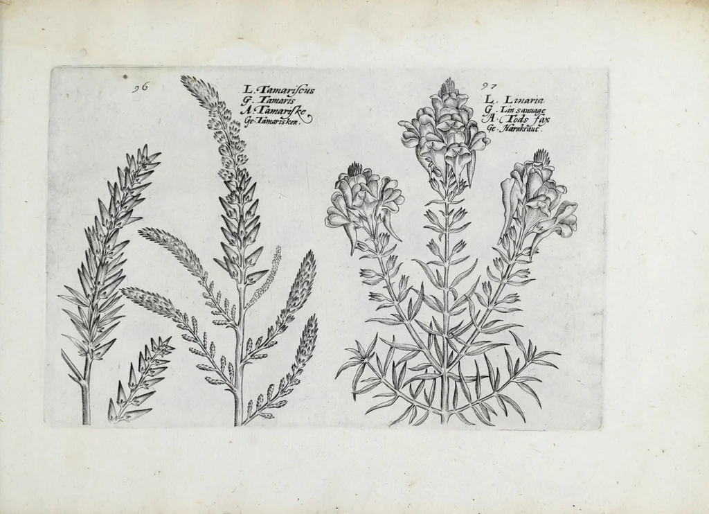 An illustration from Hortus floridus in quo rariorum & minus vulgarium florum icones ad vivam veramq[ue] formam accuratissime delineatae, et secundum quatuor anni tempora divisae exhibentur, 1614, leaf 329