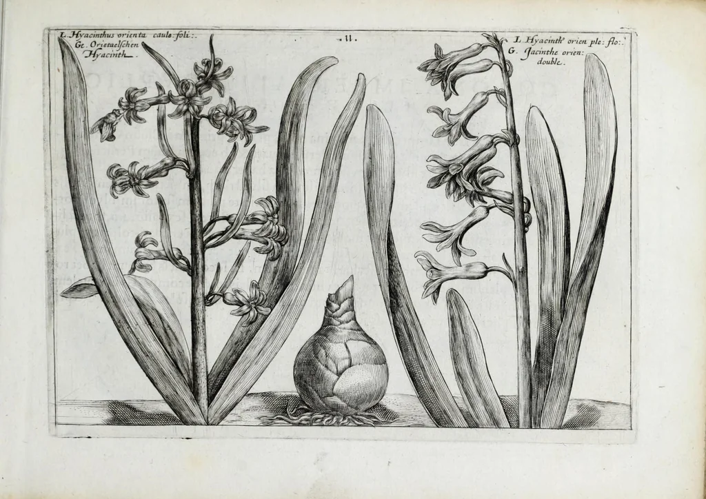 An illustration from Hortus floridus in quo rariorum & minus vulgarium florum icones ad vivam veramq[ue] formam accuratissime delineatae, et secundum quatuor anni tempora divisae exhibentur, 1614, leaf 33