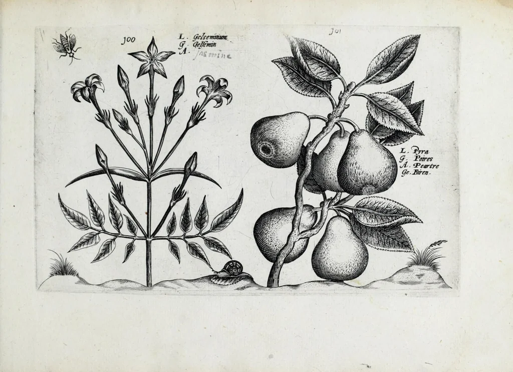 An illustration from Hortus floridus in quo rariorum & minus vulgarium florum icones ad vivam veramq[ue] formam accuratissime delineatae, et secundum quatuor anni tempora divisae exhibentur, 1614, leaf 333