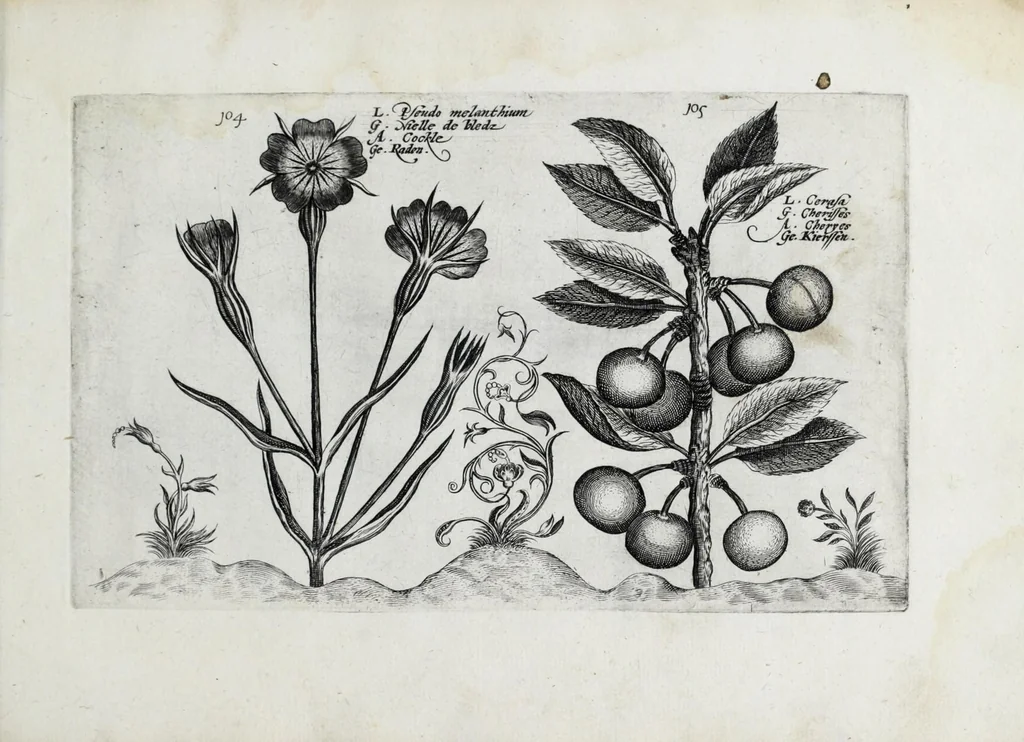 An illustration from Hortus floridus in quo rariorum & minus vulgarium florum icones ad vivam veramq[ue] formam accuratissime delineatae, et secundum quatuor anni tempora divisae exhibentur, 1614, leaf 337