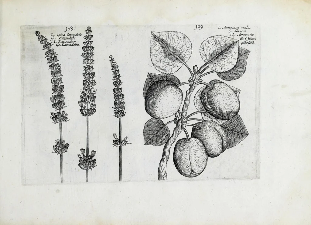 An illustration from Hortus floridus in quo rariorum & minus vulgarium florum icones ad vivam veramq[ue] formam accuratissime delineatae, et secundum quatuor anni tempora divisae exhibentur, 1614, leaf 341