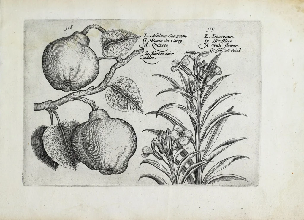 An illustration from Hortus floridus in quo rariorum & minus vulgarium florum icones ad vivam veramq[ue] formam accuratissime delineatae, et secundum quatuor anni tempora divisae exhibentur, 1614, leaf 351
