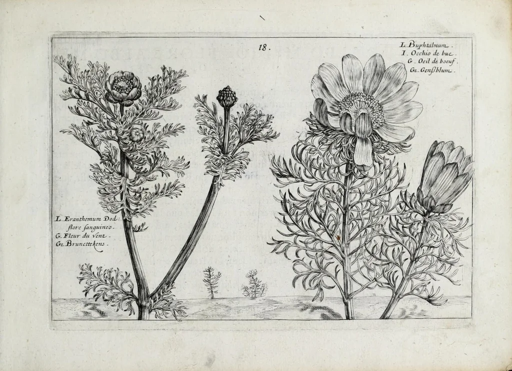 An illustration from Hortus floridus in quo rariorum & minus vulgarium florum icones ad vivam veramq[ue] formam accuratissime delineatae, et secundum quatuor anni tempora divisae exhibentur, 1614, leaf 47