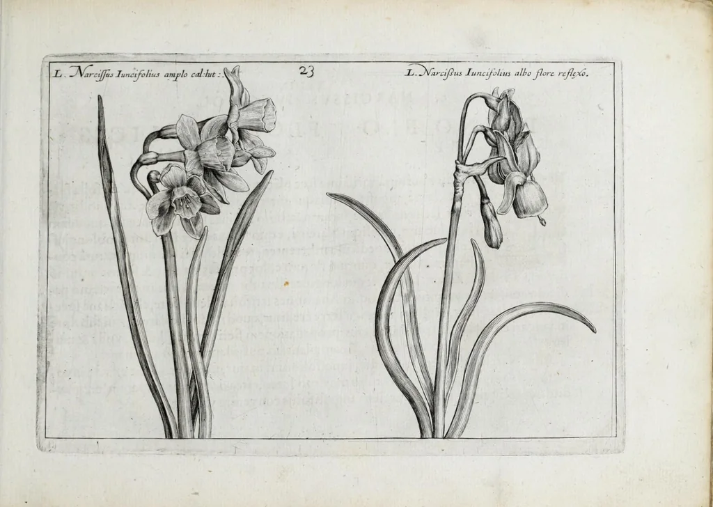 An illustration from Hortus floridus in quo rariorum & minus vulgarium florum icones ad vivam veramq[ue] formam accuratissime delineatae, et secundum quatuor anni tempora divisae exhibentur, 1614, leaf 57