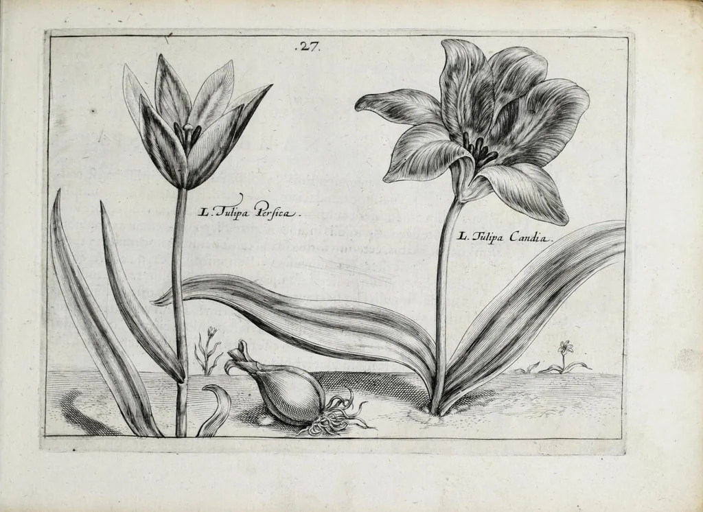 An illustration from Hortus floridus in quo rariorum & minus vulgarium florum icones ad vivam veramq[ue] formam accuratissime delineatae, et secundum quatuor anni tempora divisae exhibentur, 1614, leaf 65