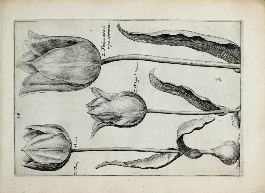 An illustration from Hortus floridus in quo rariorum & minus vulgarium florum icones ad vivam veramq[ue] formam accuratissime delineatae, et secundum quatuor anni tempora divisae exhibentur, 1614, leaf 69