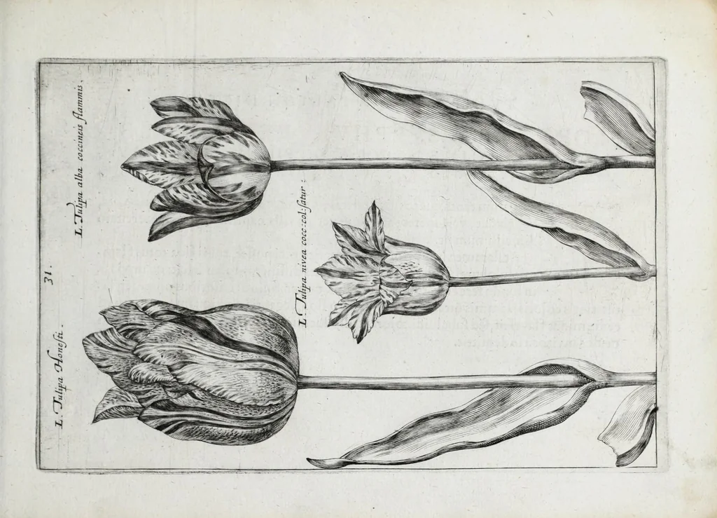 An illustration from Hortus floridus in quo rariorum & minus vulgarium florum icones ad vivam veramq[ue] formam accuratissime delineatae, et secundum quatuor anni tempora divisae exhibentur, 1614, leaf 73
