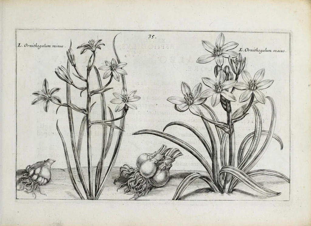 An illustration from Hortus floridus in quo rariorum & minus vulgarium florum icones ad vivam veramq[ue] formam accuratissime delineatae, et secundum quatuor anni tempora divisae exhibentur, 1614, leaf 81