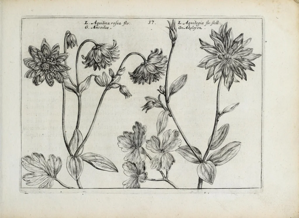 An illustration from Hortus floridus in quo rariorum & minus vulgarium florum icones ad vivam veramq[ue] formam accuratissime delineatae, et secundum quatuor anni tempora divisae exhibentur, 1614, leaf 85