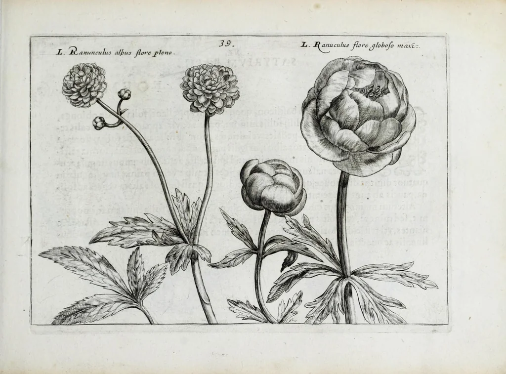 An illustration from Hortus floridus in quo rariorum & minus vulgarium florum icones ad vivam veramq[ue] formam accuratissime delineatae, et secundum quatuor anni tempora divisae exhibentur, 1614, leaf 89