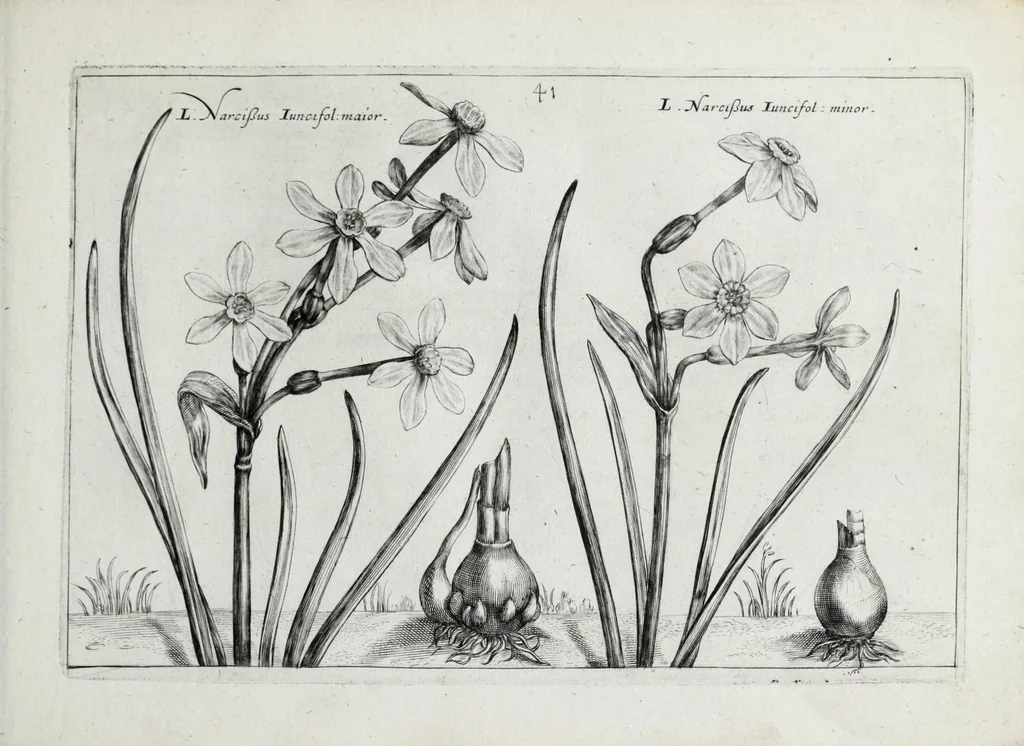 An illustration from Hortus floridus in quo rariorum & minus vulgarium florum icones ad vivam veramq[ue] formam accuratissime delineatae, et secundum quatuor anni tempora divisae exhibentur, 1614, leaf 93