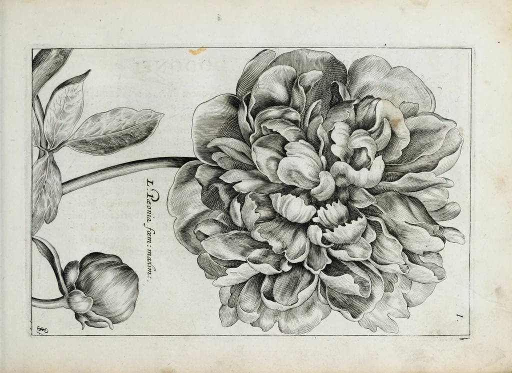An illustration from Hortus floridus in quo rariorum & minus vulgarium florum icones ad vivam veramq[ue] formam accuratissime delineatae, et secundum quatuor anni tempora divisae exhibentur, 1614, leaf 99