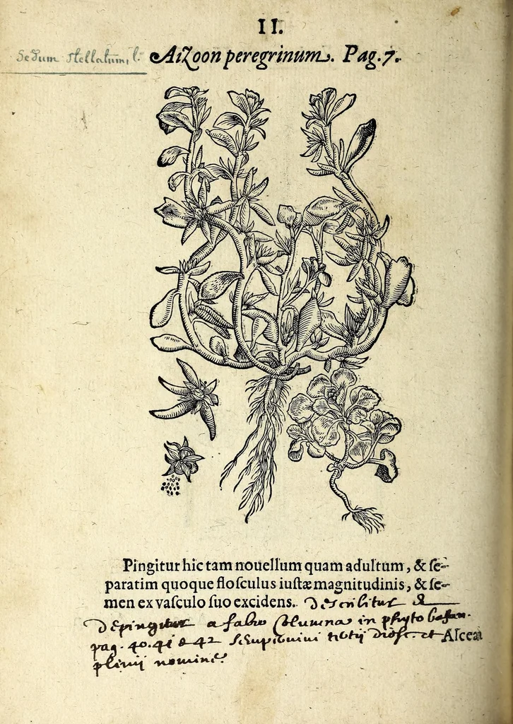 An illustration from Hortvs medicvs et philosophicvs : in qvo plvrimarvm stirpivm breves descriptiones, novæ icones non paucæ, indicationes locorum natalium, observationes de cultura earum peculiares, atque insuper nonnulla remedia euporista, nec non philologica quædam continentur, 1588, leaf 346