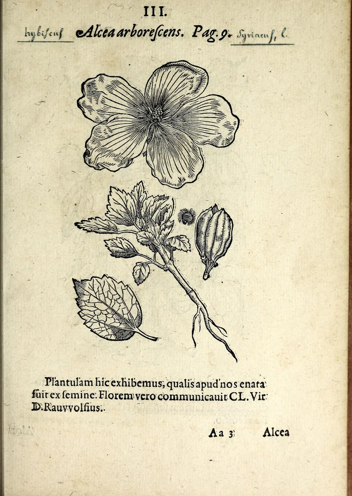 An illustration from Hortvs medicvs et philosophicvs : in qvo plvrimarvm stirpivm breves descriptiones, novæ icones non paucæ, indicationes locorum natalium, observationes de cultura earum peculiares, atque insuper nonnulla remedia euporista, nec non philologica quædam continentur, 1588, leaf 347
