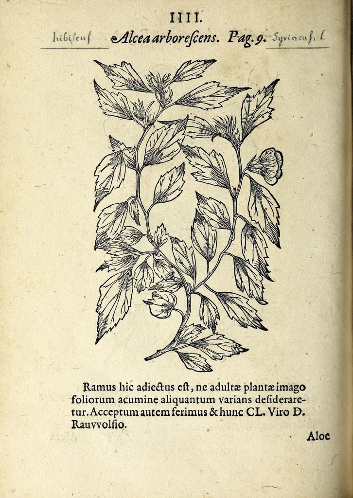 An illustration from Hortvs medicvs et philosophicvs : in qvo plvrimarvm stirpivm breves descriptiones, novæ icones non paucæ, indicationes locorum natalium, observationes de cultura earum peculiares, atque insuper nonnulla remedia euporista, nec non philologica quædam continentur, 1588, leaf 348